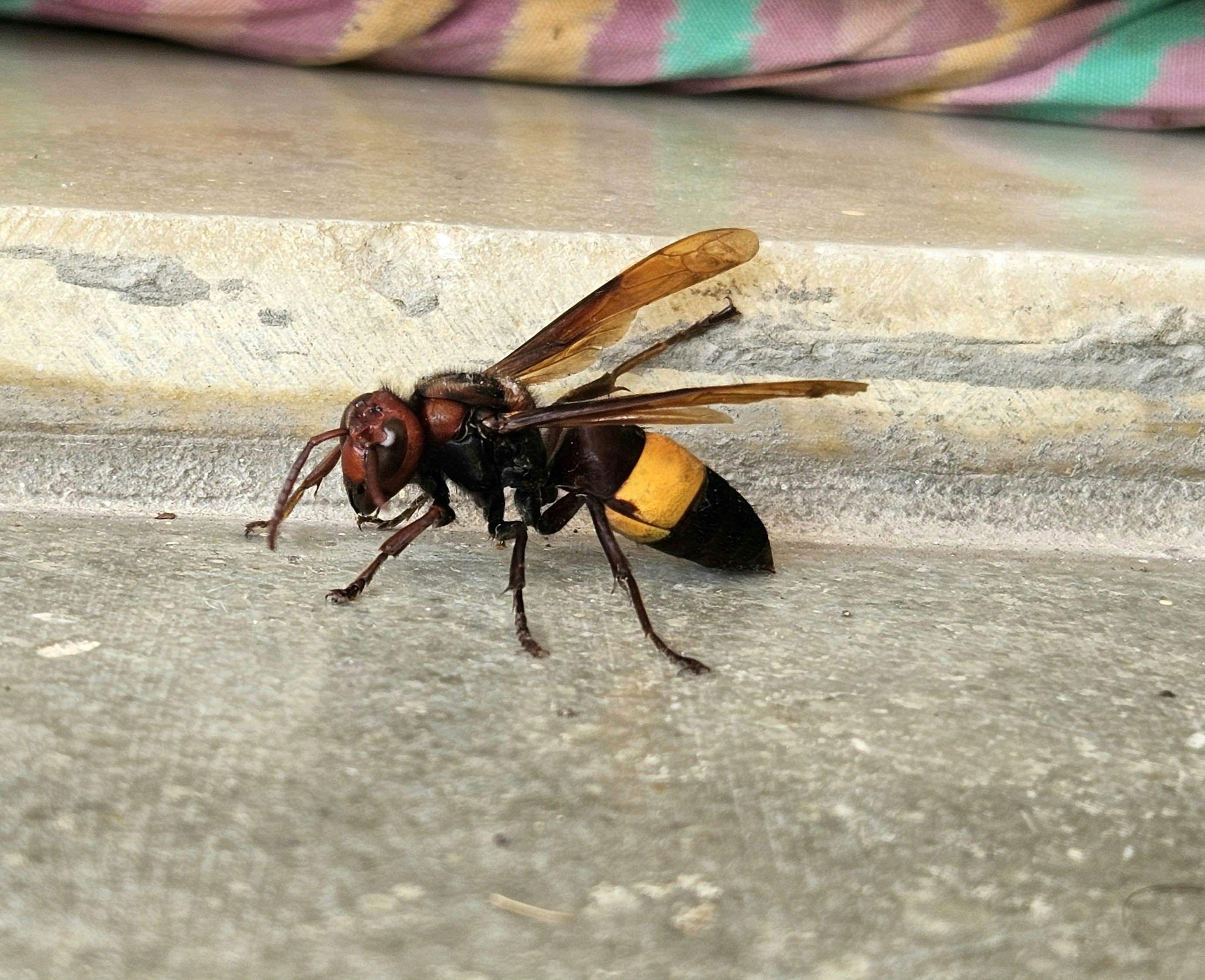 Asiatische Hornisse (Vespa velutina) per Drohne aufspüren
