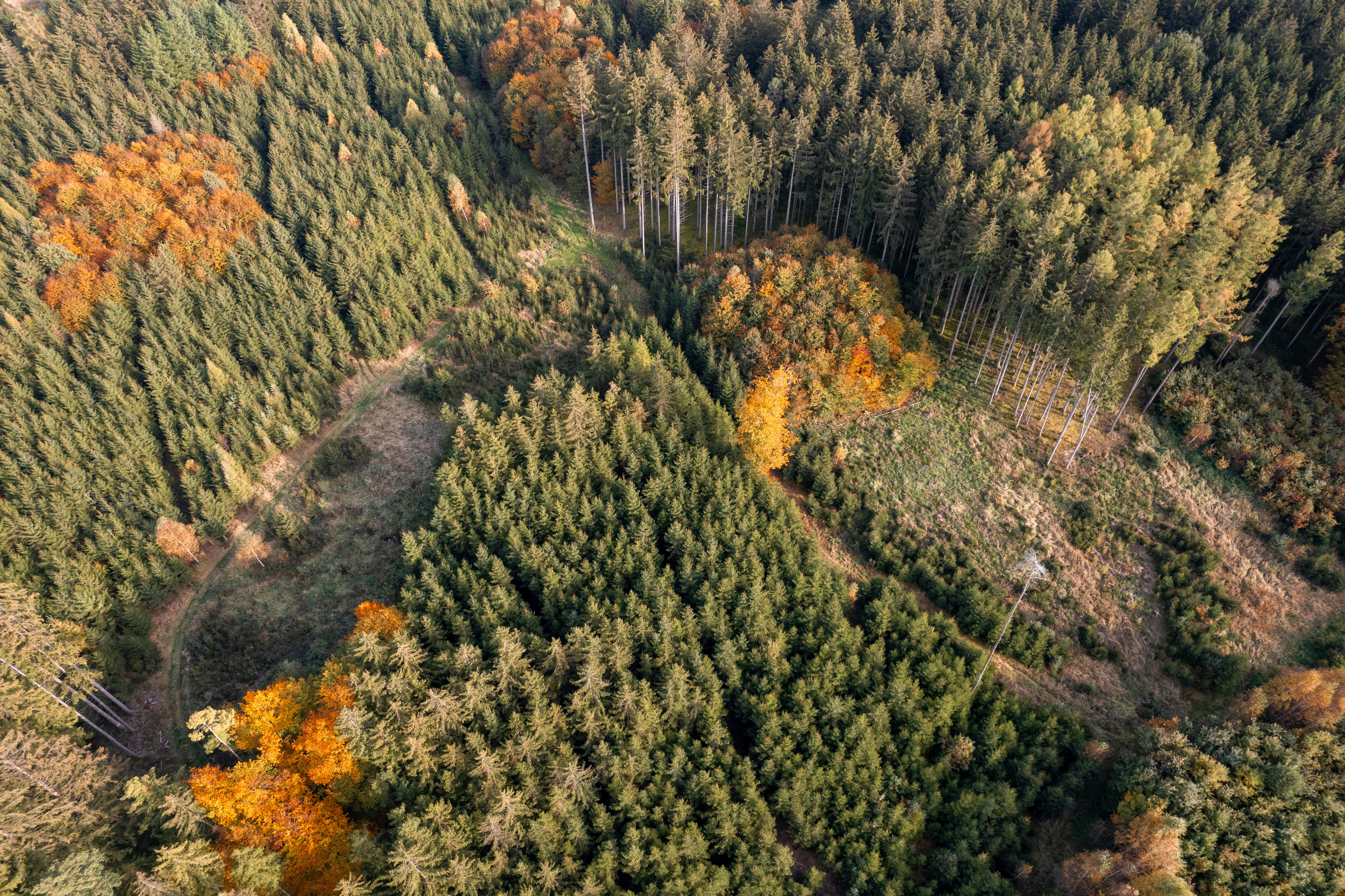 Vitalitäts-Monitoring im Wald