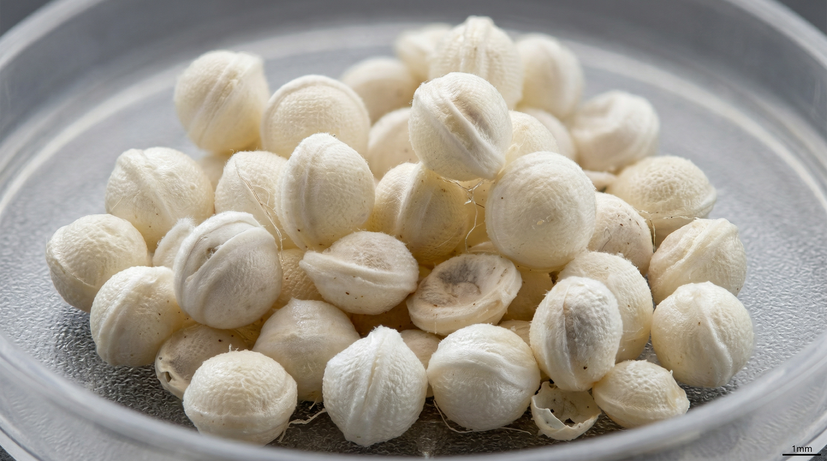 Trichogramma-Kapseln im Streumechanismus der Drohne